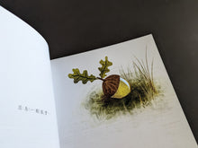 Load image into Gallery viewer, An Acorn (Display Book) 
