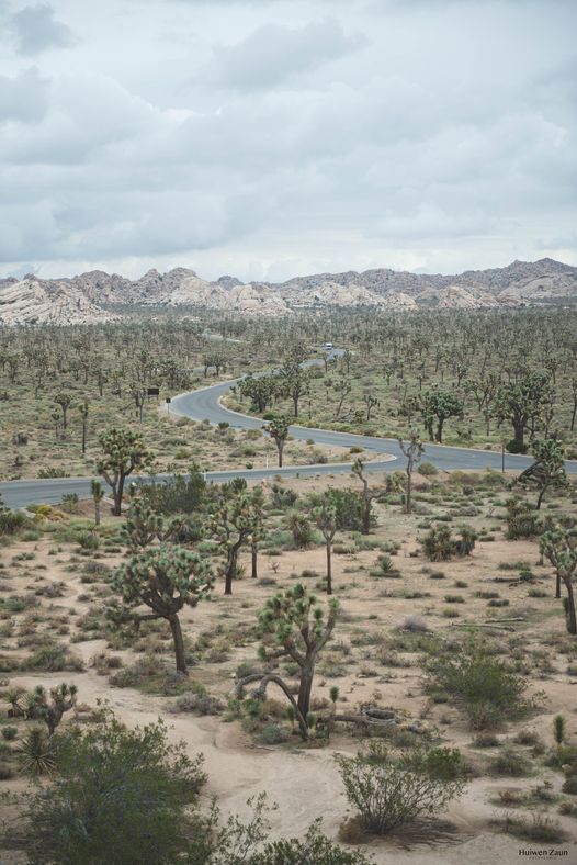約書亞樹 沙漠開江河 曠野開道路 - 攝影明信片